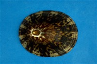 藏品(龜甲笠螺)的圖片